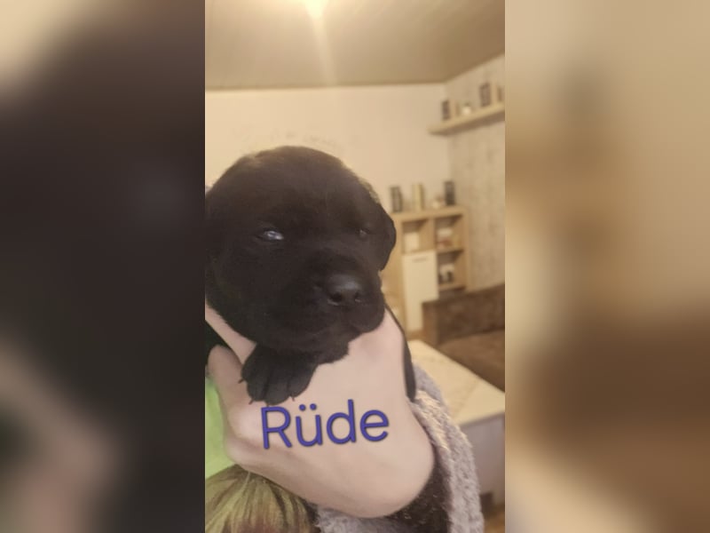Labrador Cane Corso welpen