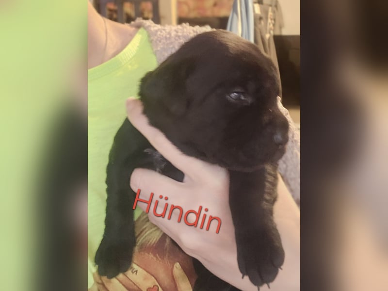Labrador Cane Corso welpen