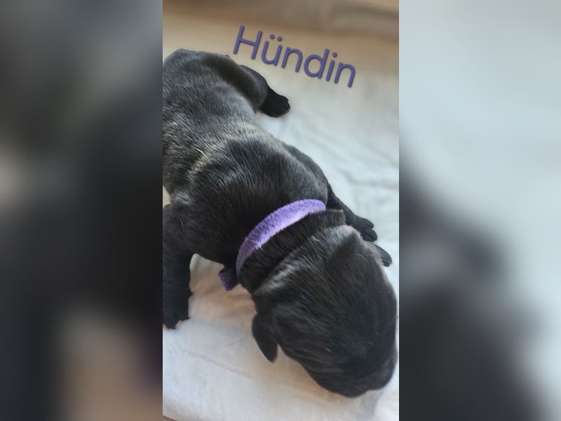 Labrador Cane Corso welpen