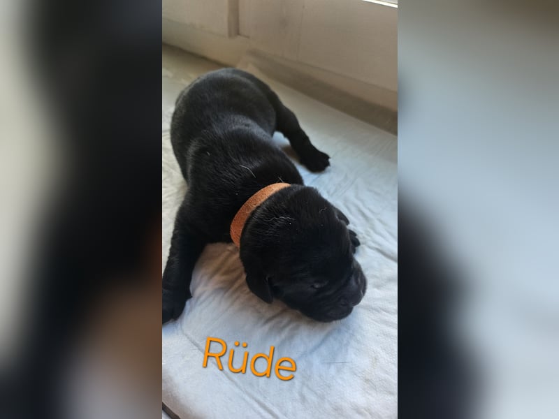Labrador Cane Corso welpen