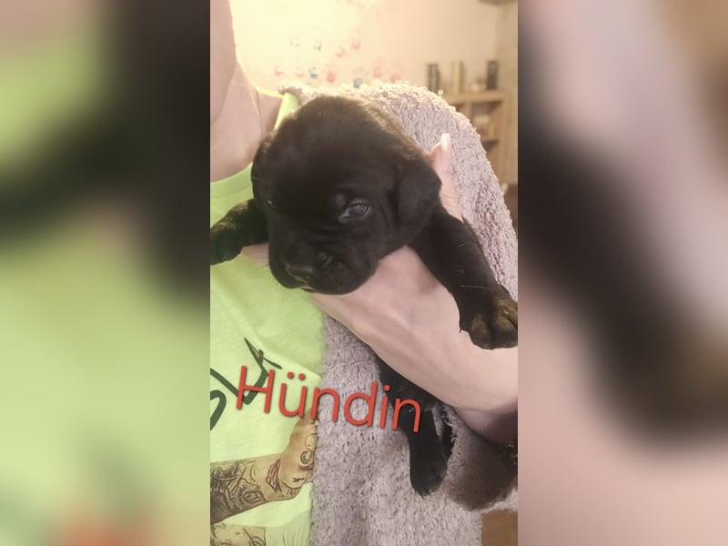 Labrador Cane Corso welpen