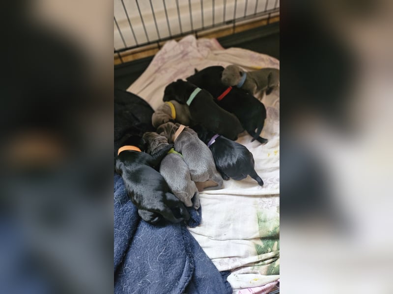 Labrador Cane Corso welpen