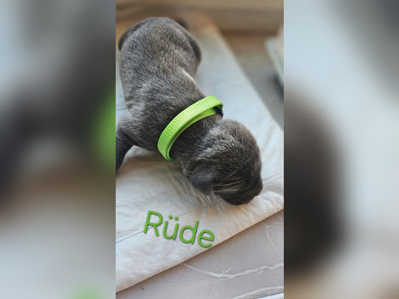 Labrador Cane Corso welpen