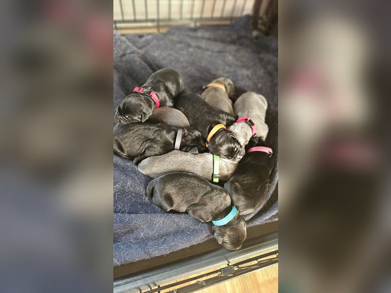 Labrador Cane Corso welpen