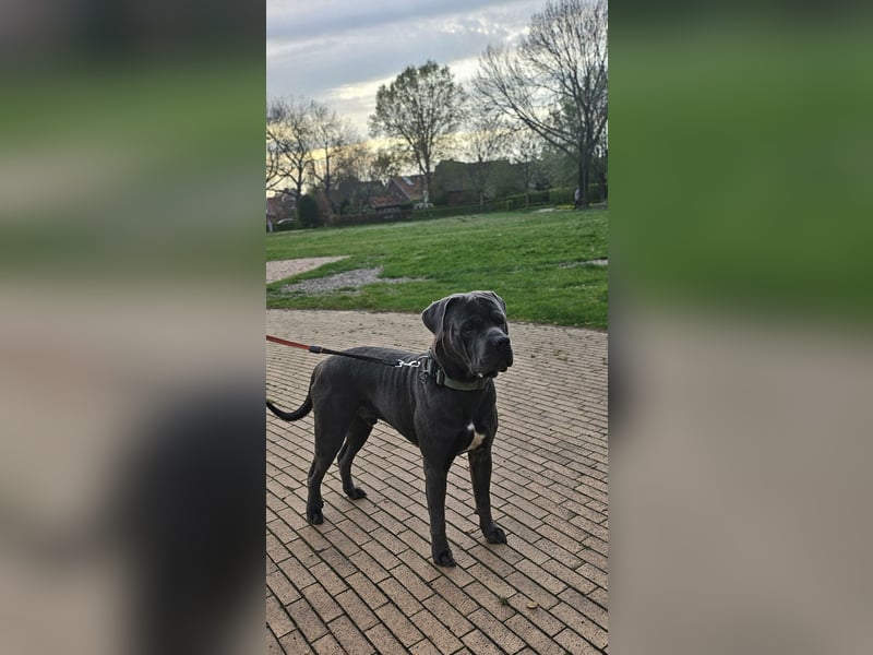 Labrador Cane Corso welpen