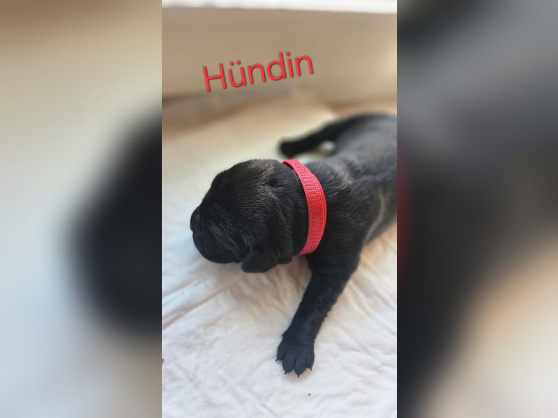 Labrador Cane Corso welpen