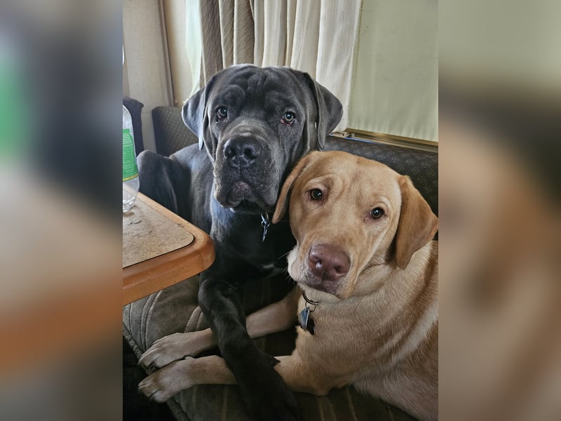 Labrador Cane Corso welpen