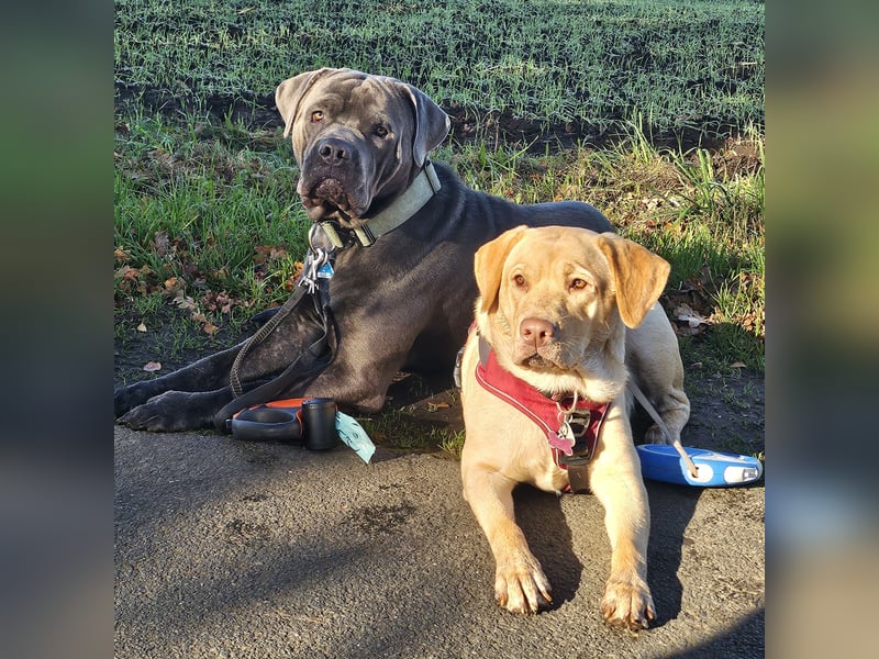 Labrador Cane Corso welpen