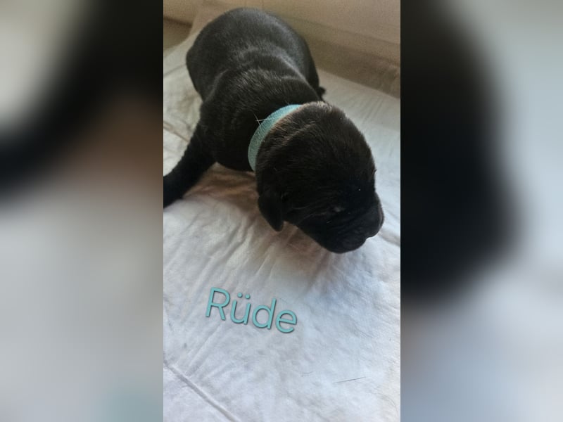 Labrador Cane Corso welpen