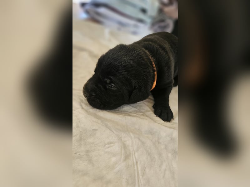Labrador Cane Corso welpen