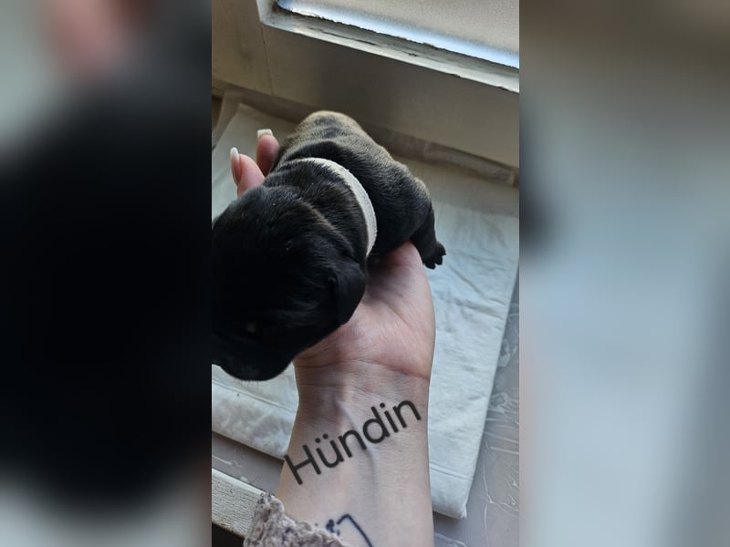 Labrador Cane Corso welpen