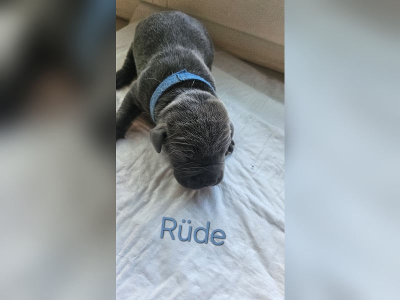 Labrador Cane Corso welpen
