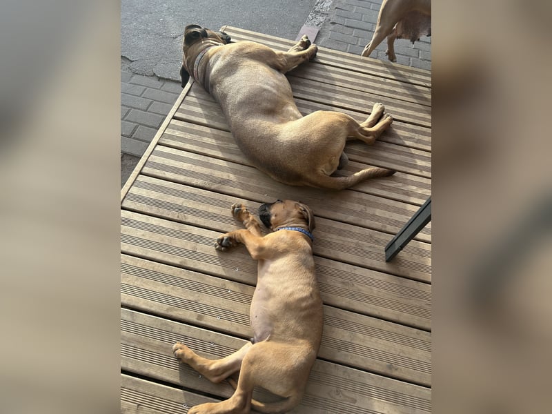 Cane Corso Boxer Mix Welpen