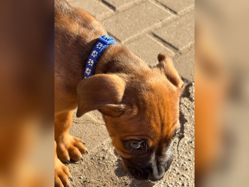 Cane Corso Boxer Mix Welpen