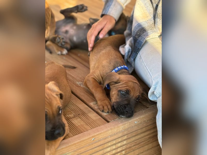 Cane Corso Boxer Mix Welpen