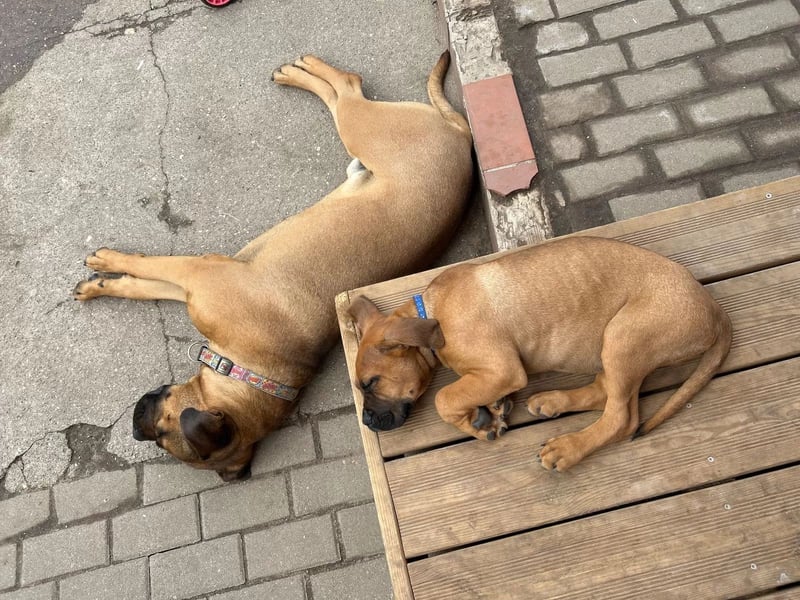 Cane Corso Boxer Mix Welpen
