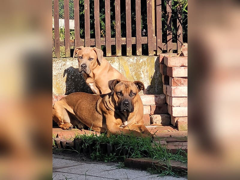 Cane Corso Boxer Mix Welpen