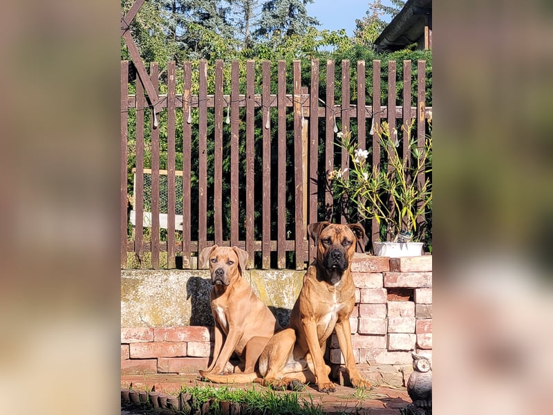 Cane Corso Boxer Mix Welpen