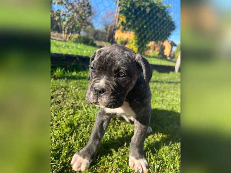 Cane corso mastiff mix 