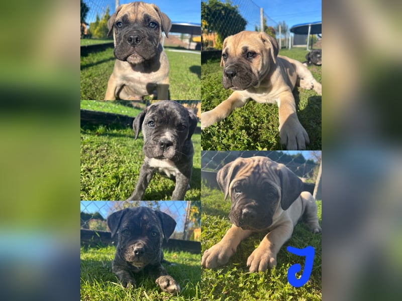 Cane corso mastiff mix 