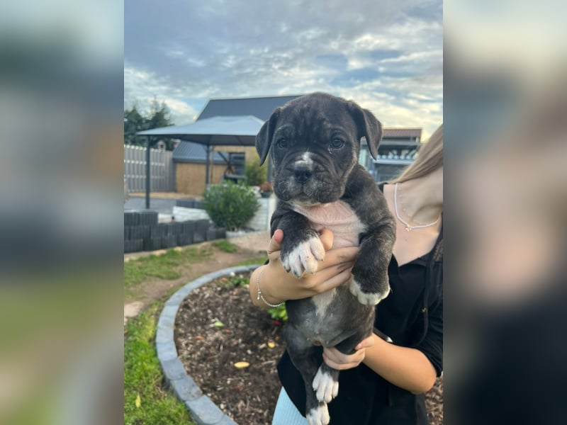 Cane corso mastiff mix 