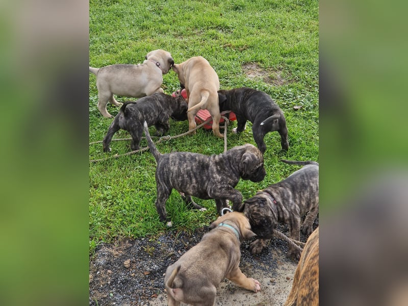 Cane corso mastiff mix 