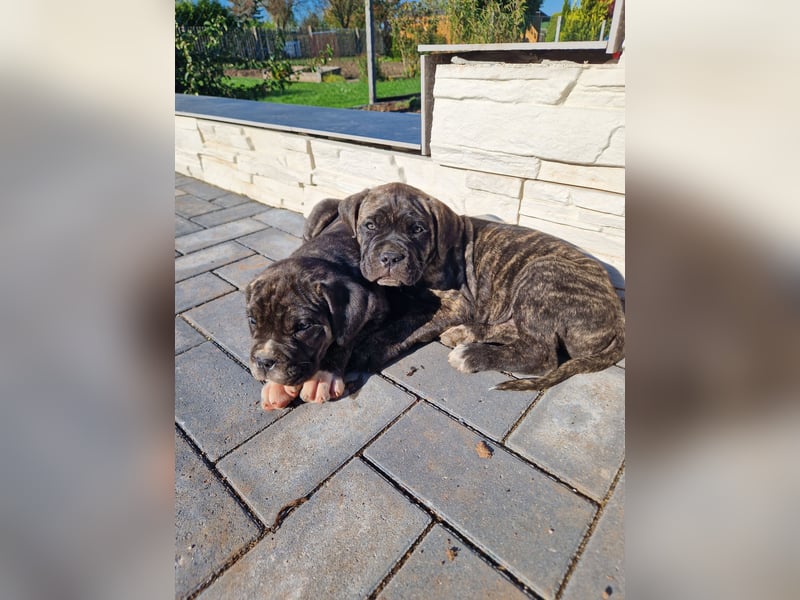 Cane corso mastiff mix 