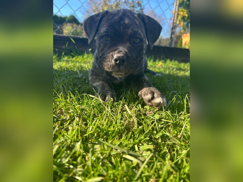 Cane corso mastiff mix 