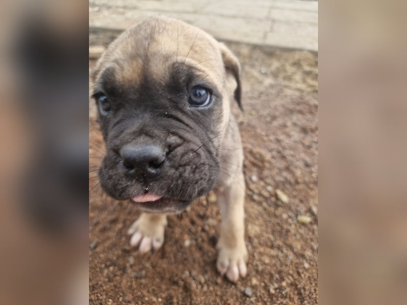 Cane corso mastiff mix 