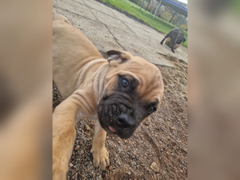 Cane corso mastiff mix 