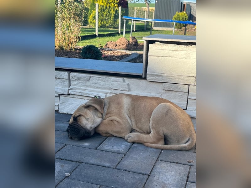 Cane corso mastiff mix 