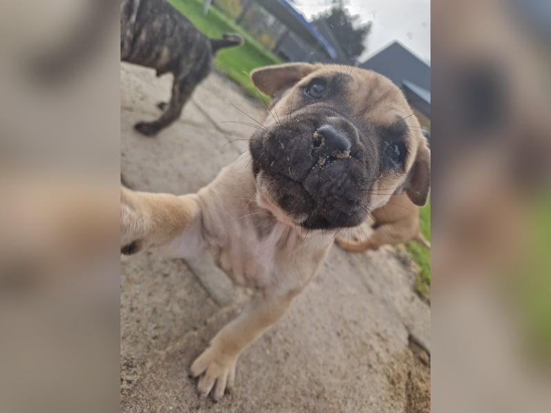 Cane corso mastiff mix 