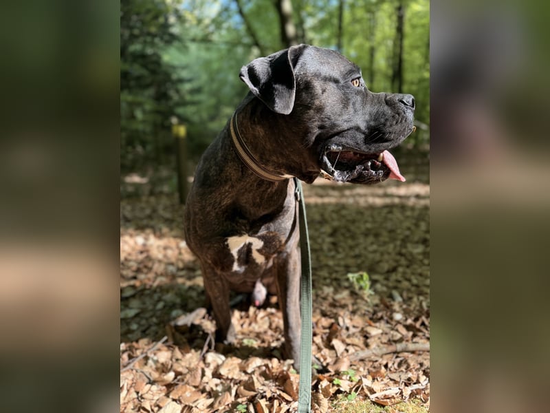 Cane corso / Bullmastiff mix