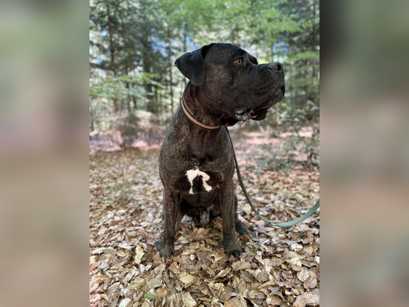 Cane corso / Bullmastiff mix