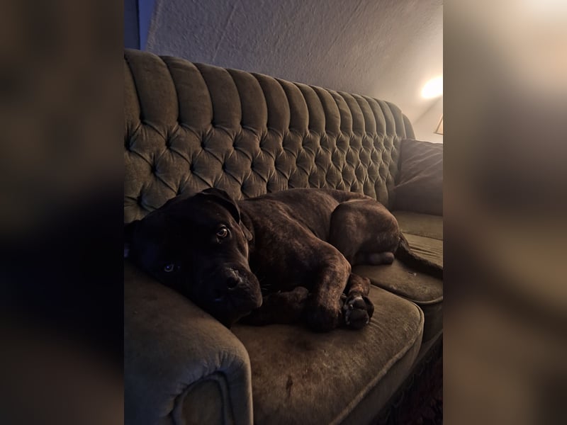 Neues Zuhause gesucht Cane Corso-Bullmastiff Rüde