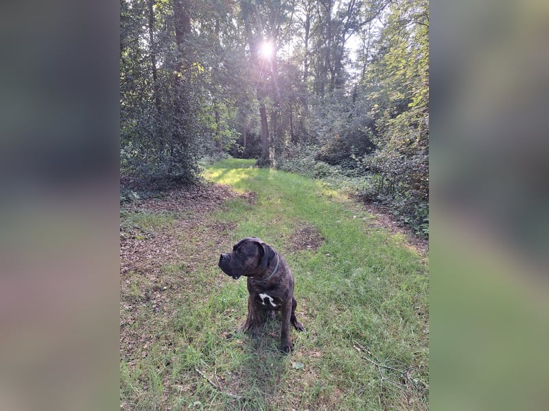 Neues Zuhause gesucht Cane Corso-Bullmastiff Rüde