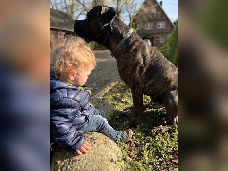 Cane corso / Bullmastiff mix