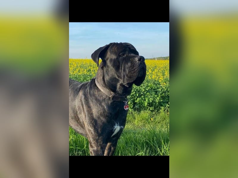 Cane Corso Rüde Agat als Deckrüde