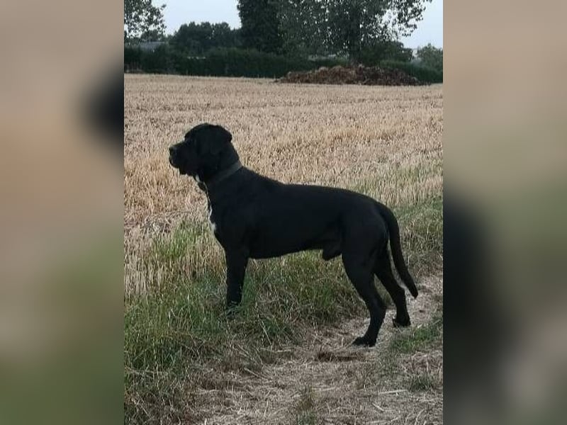 Cane Corso Rüde Agat als Deckrüde