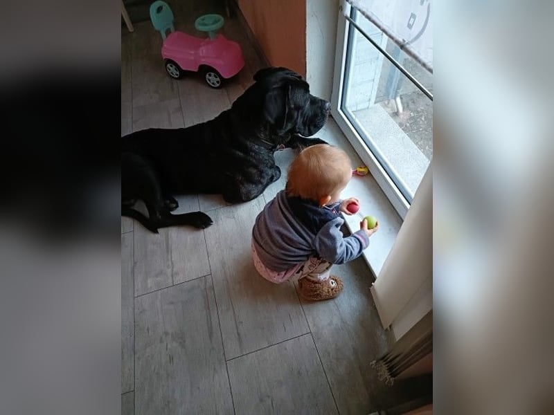 Cane Corso Rüde Agat als Deckrüde