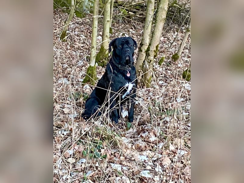 Cane Corso Rüde Agat als Deckrüde