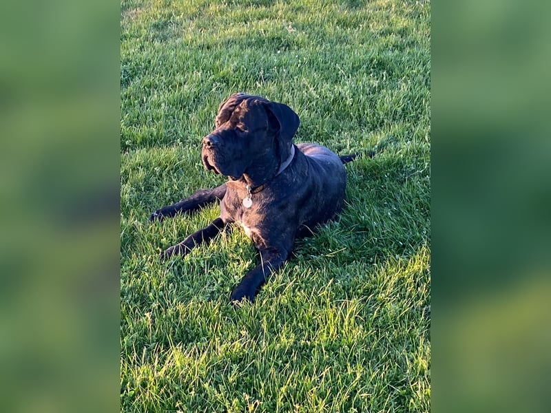 Cane Corso Rüde Agat als Deckrüde