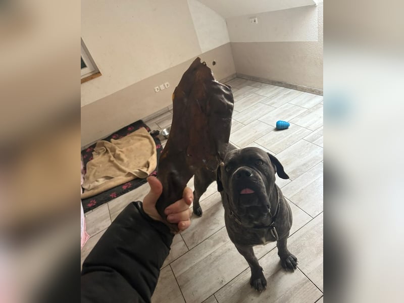 Bounty sucht dringend eine Pflege- oder Endstelle