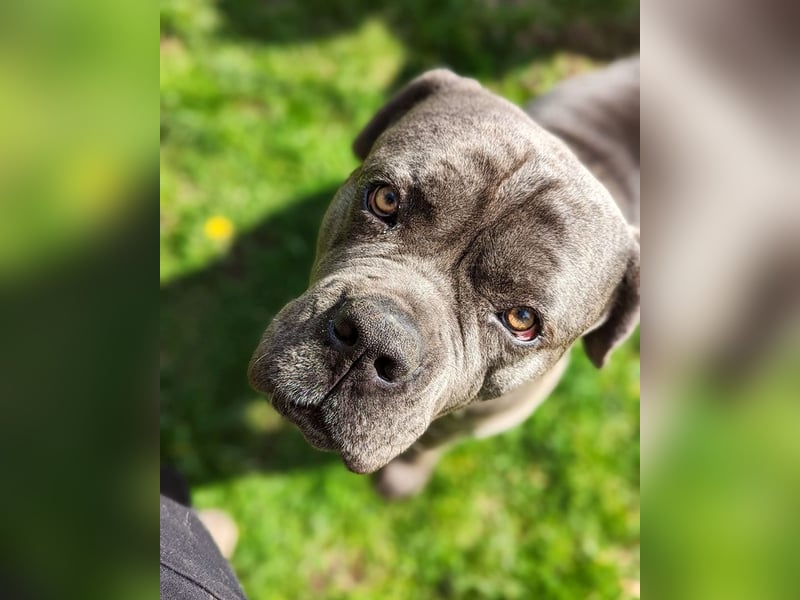 Bounty sucht dringend eine Pflege- oder Endstelle