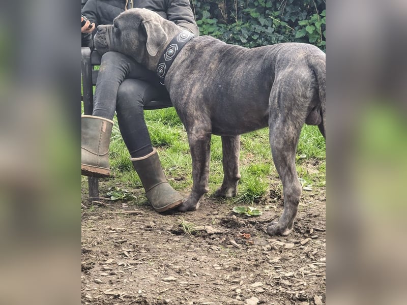 Bounty sucht dringend eine Pflege- oder Endstelle