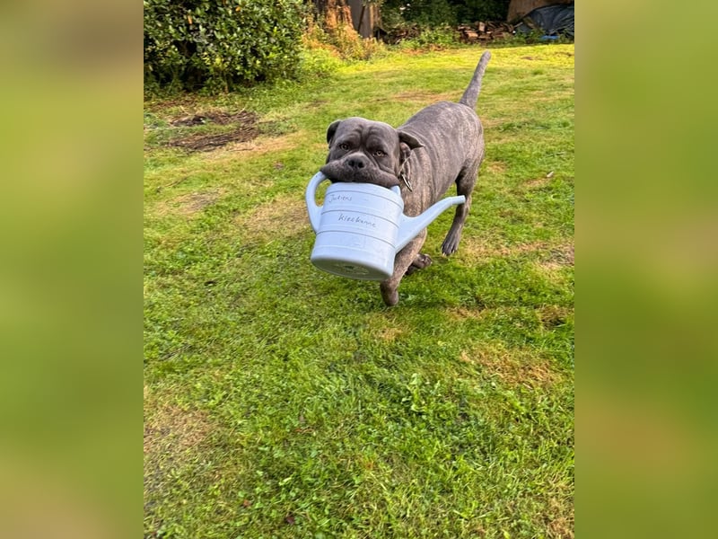 Bounty sucht dringend eine Pflege- oder Endstelle