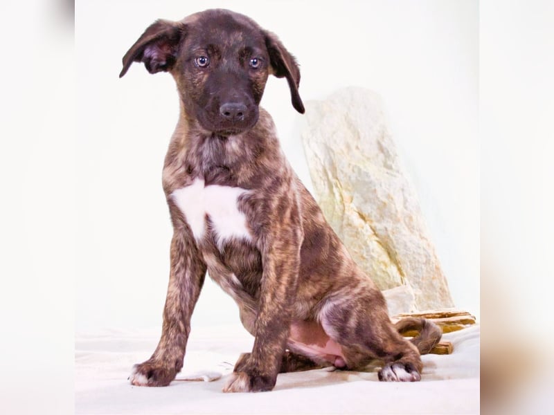 Noelia - zartes und liebevolles Hundekind