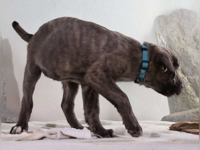 Natascha - freundlich verspieltes Hundemädchen