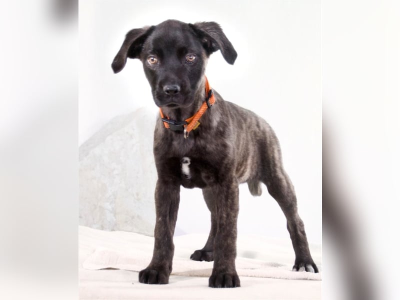 Natalia - sanftes und offenes Hundekind