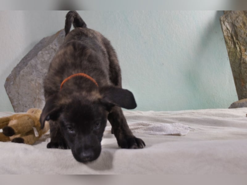 Noel - klug und zugewandt